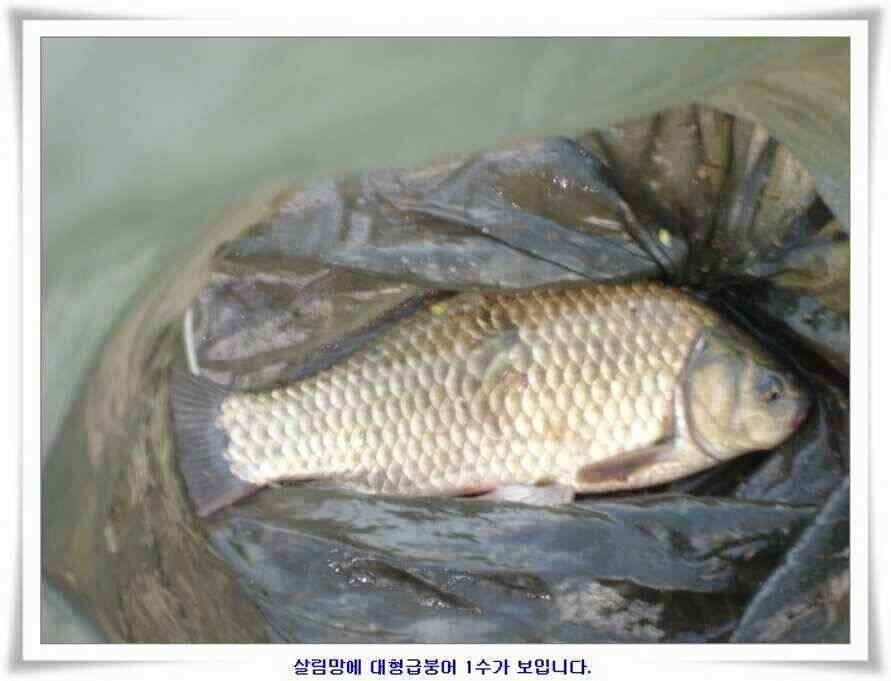 394cm 대물들의 위용 (조황조행기 - 낚시점조황)