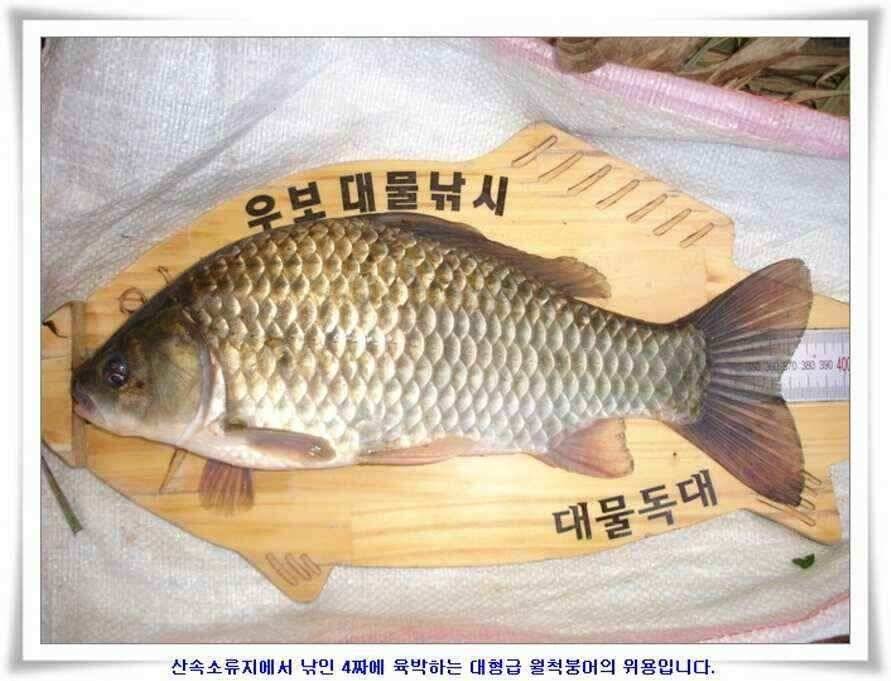 394cm 대물들의 위용 (조황조행기 - 낚시점조황)