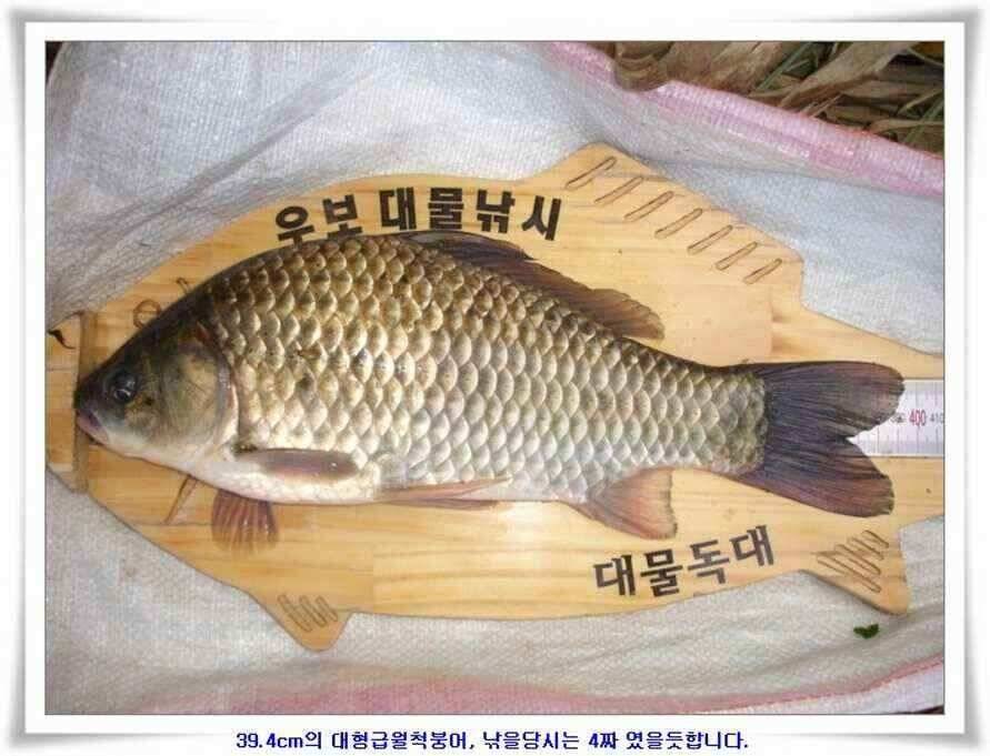 394cm 대물들의 위용 (조황조행기 - 낚시점조황)