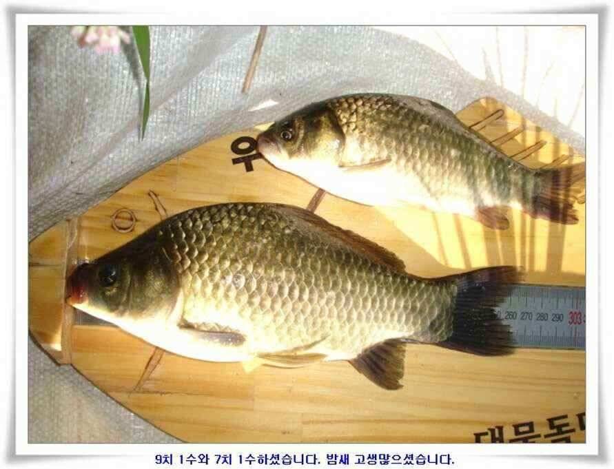394cm 대물들의 위용 (조황조행기 - 낚시점조황)