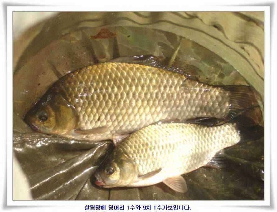 394cm 대물들의 위용 (조황조행기 - 낚시점조황)