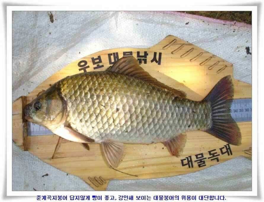 394cm 대물들의 위용 (조황조행기 - 낚시점조황)