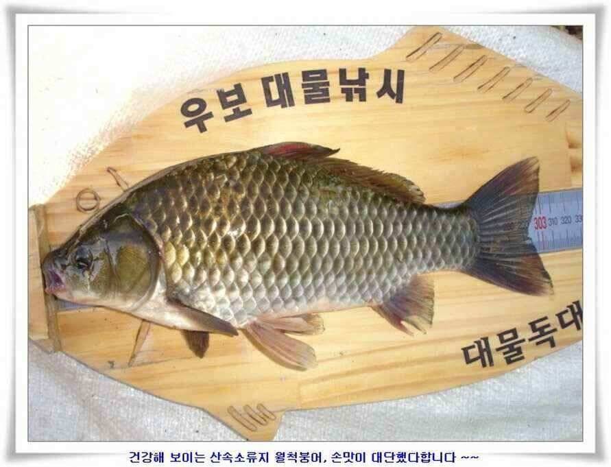 394cm 대물들의 위용 (조황조행기 - 낚시점조황)