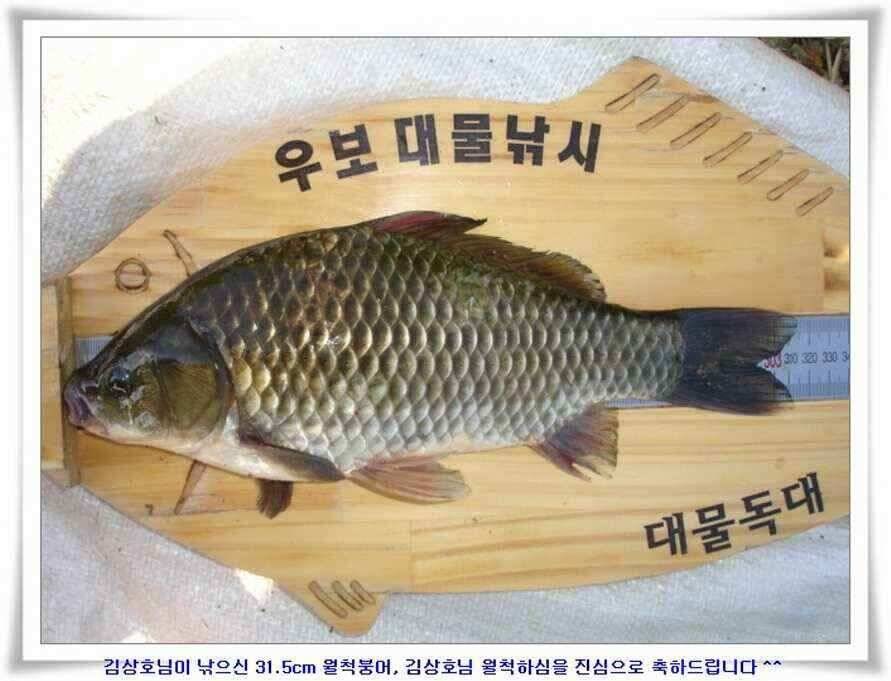 394cm 대물들의 위용 (조황조행기 - 낚시점조황)