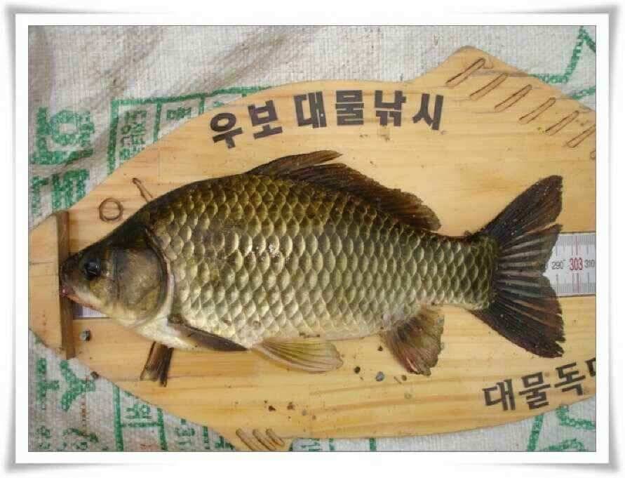 시즌의 출발점 (조황조행기 - 낚시점조황)