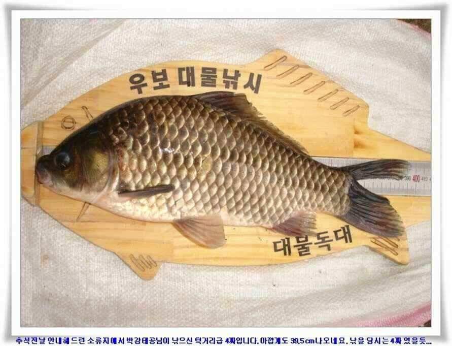 추석날 4짜조황 (조황조행기 - 낚시점조황)