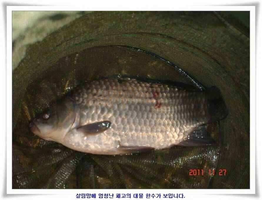 엄청난체고의 대물실시간조황 (조황조행기 - 낚시점조황)