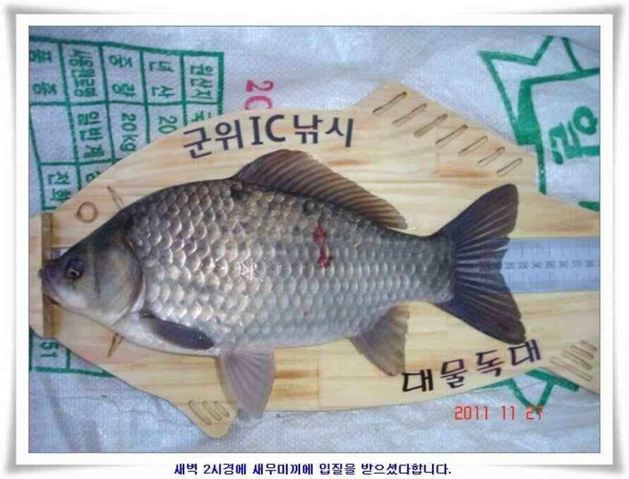 엄청난체고의 대물실시간조황 (조황조행기 - 낚시점조황)