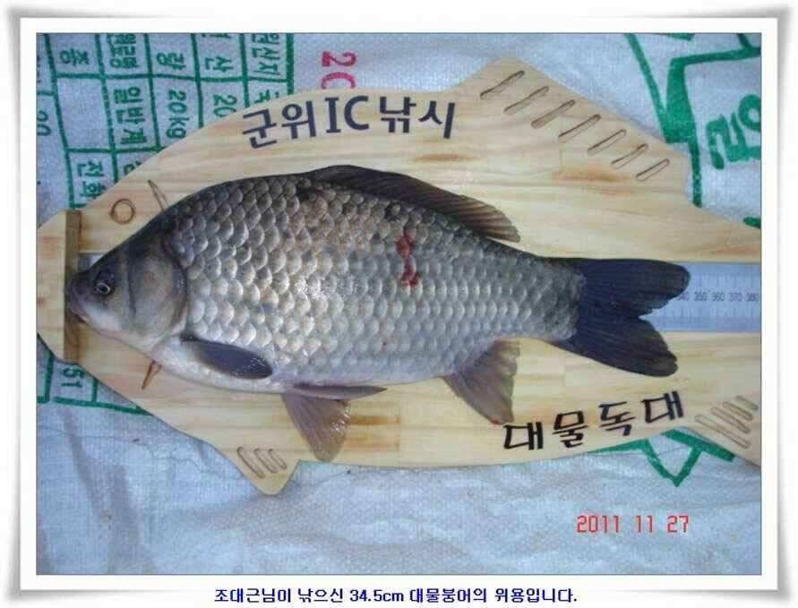 엄청난체고의 대물실시간조황 (조황조행기 - 낚시점조황)