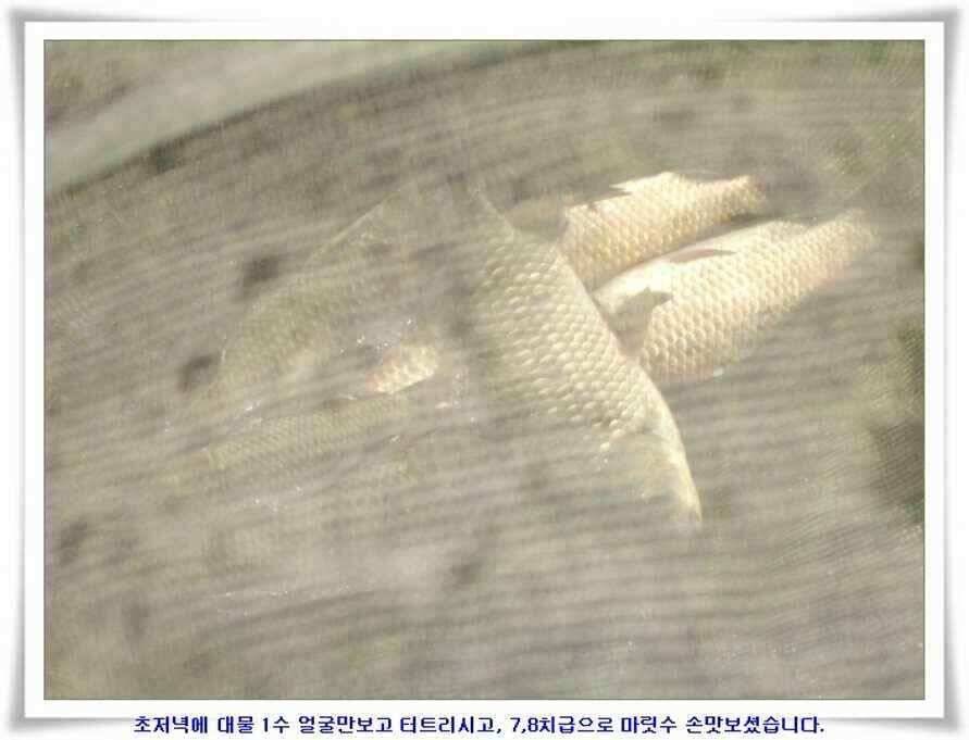 추석날 4짜조황 (조황조행기 - 낚시점조황)