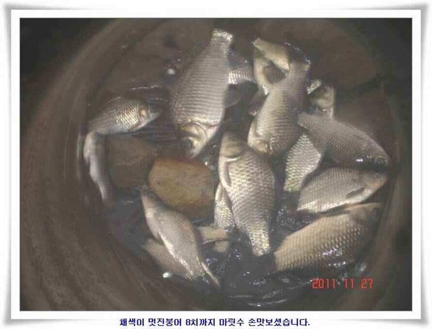 엄청난체고의 대물실시간조황 (조황조행기 - 낚시점조황)