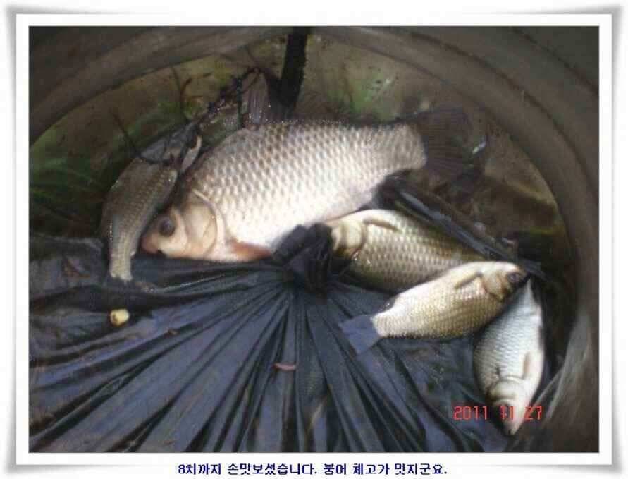 엄청난체고의 대물실시간조황 (조황조행기 - 낚시점조황)