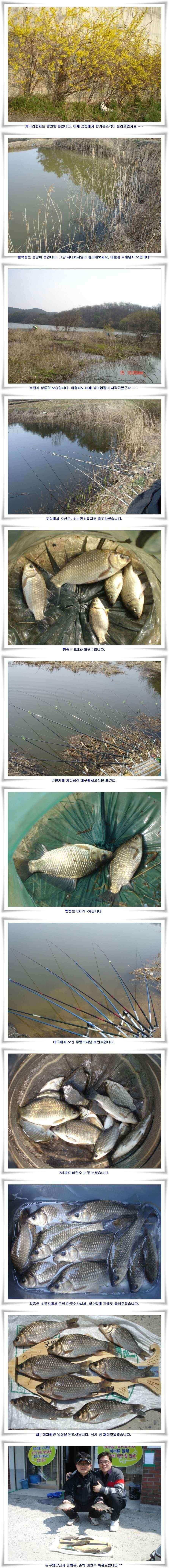새우미끼에 준척 마릿수 (조황조행기 - 낚시점조황)