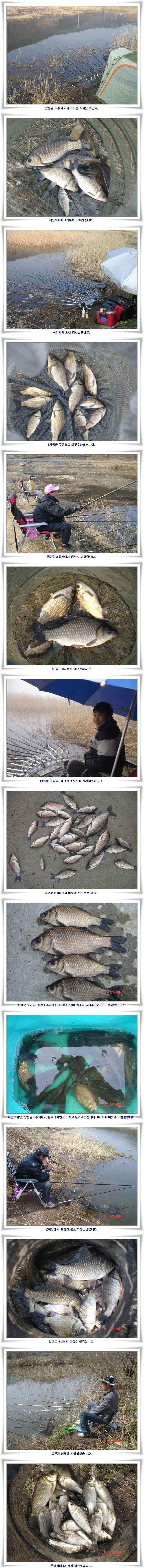새우미끼에 준척 마릿수 (조황조행기 - 낚시점조황)