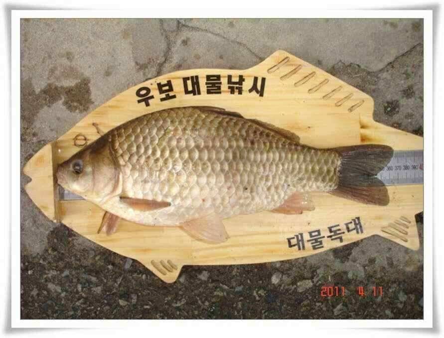 대물붕어가 움직인다 (조황조행기 - 낚시점조황)