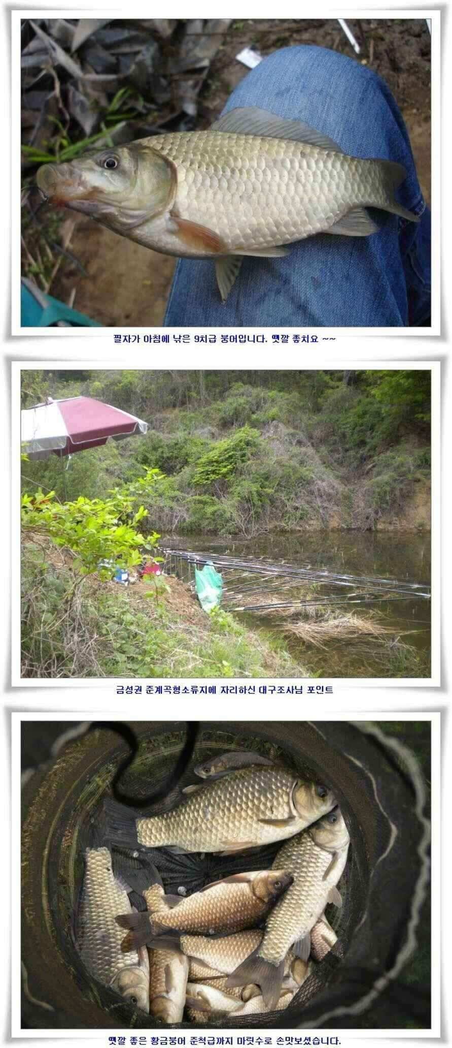 새우대물낚시 월척조황 (조황조행기 - 낚시점조황)