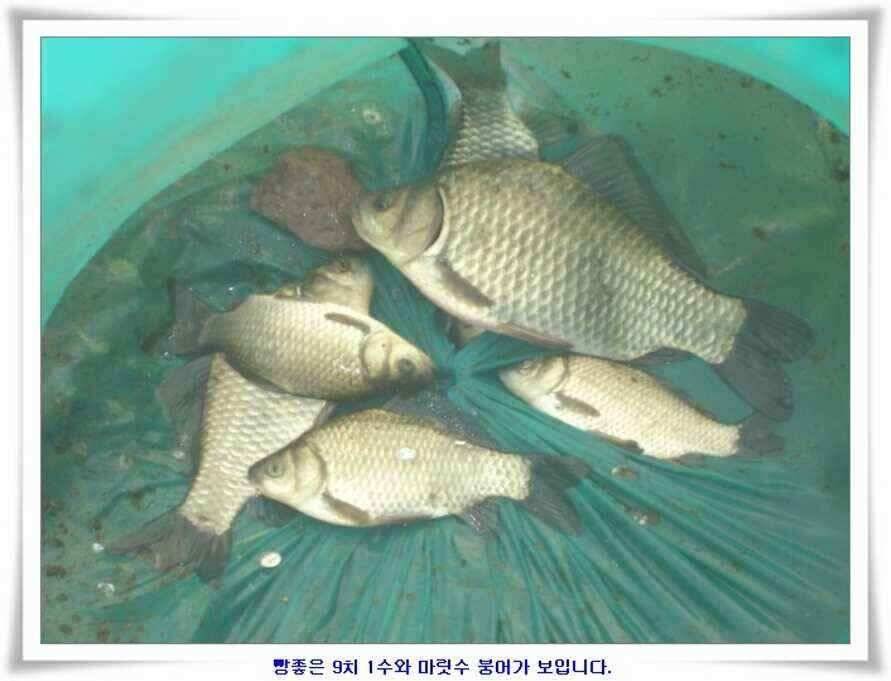 소류지와 강낚시조황 (조황조행기 - 낚시점조황)