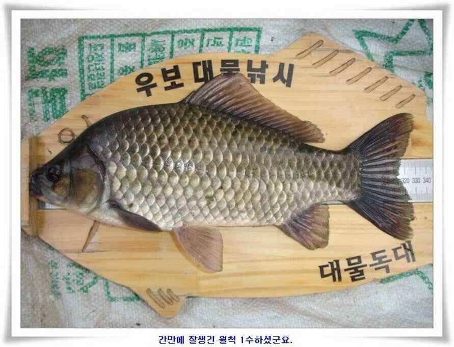 소류지와 강낚시조황 (조황조행기 - 낚시점조황)