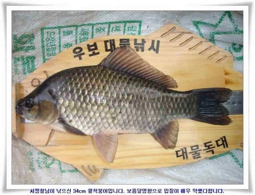 소류지와 강낚시조황 (조황조행기 - 낚시점조황)
