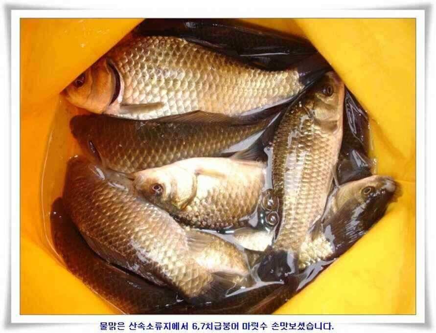소류지와 강낚시조황 (조황조행기 - 낚시점조황)