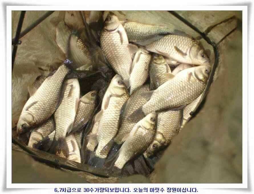 소류지와 강낚시조황 (조황조행기 - 낚시점조황)