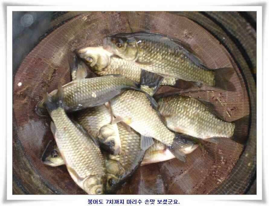 소류지와 강낚시조황 (조황조행기 - 낚시점조황)