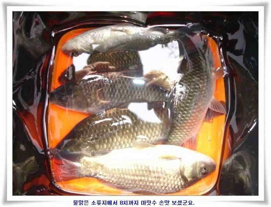 소류지와 강낚시조황 (조황조행기 - 낚시점조황)