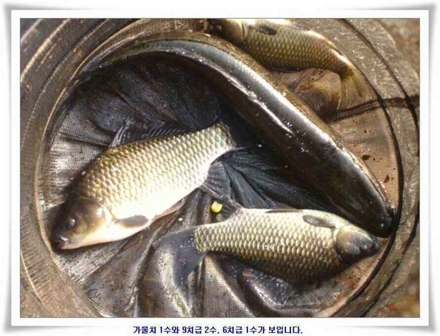 소류지와 강낚시조황 (조황조행기 - 낚시점조황)