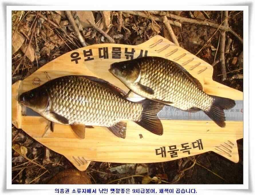 소류지와 강낚시조황 (조황조행기 - 낚시점조황)