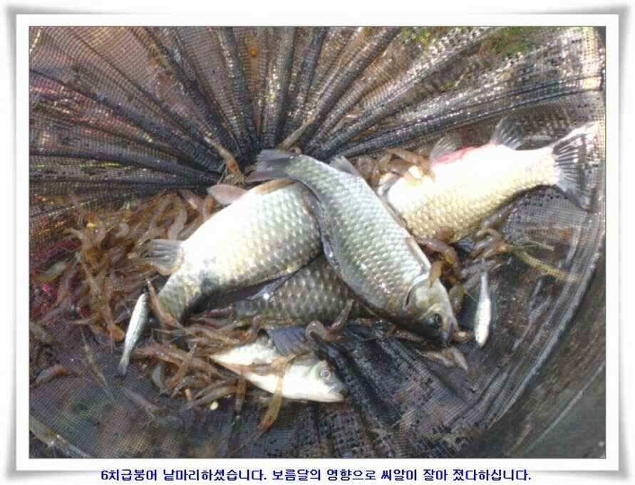소류지와 강낚시조황 (조황조행기 - 낚시점조황)