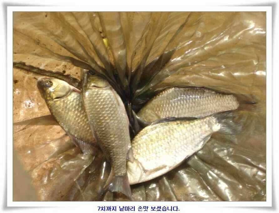 소류지와 강낚시조황 (조황조행기 - 낚시점조황)