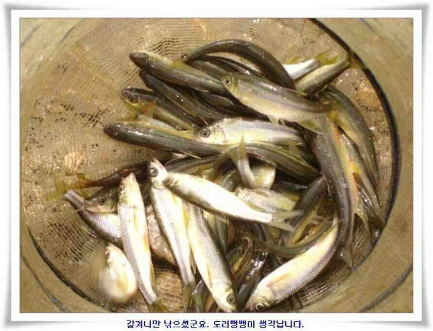 소류지와 강낚시조황 (조황조행기 - 낚시점조황)