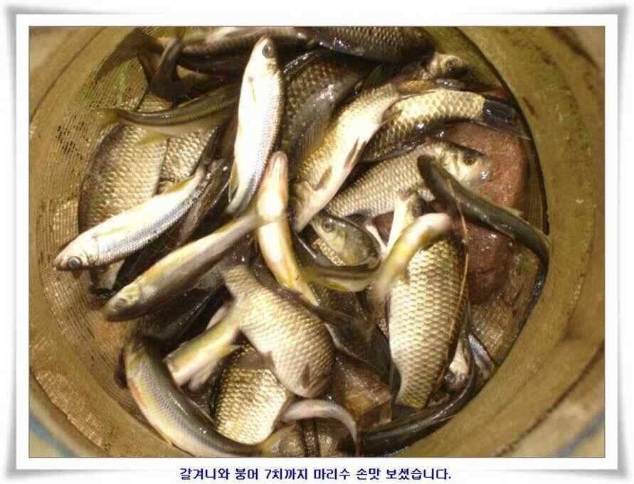 소류지와 강낚시조황 (조황조행기 - 낚시점조황)