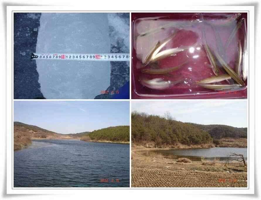 막바지 빙어낚시와 물낚시 시작 (조황조행기 - 낚시점조황)