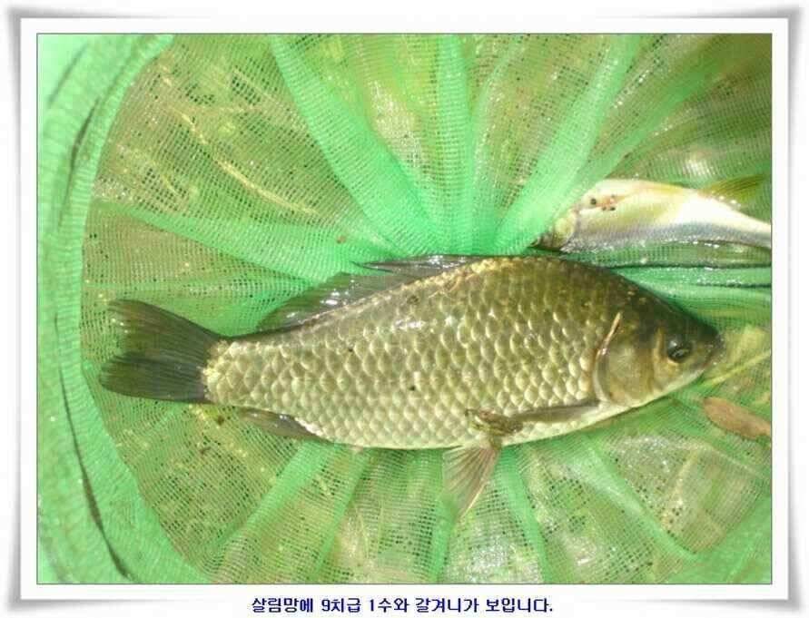 소류지와 강낚시조황 (조황조행기 - 낚시점조황)