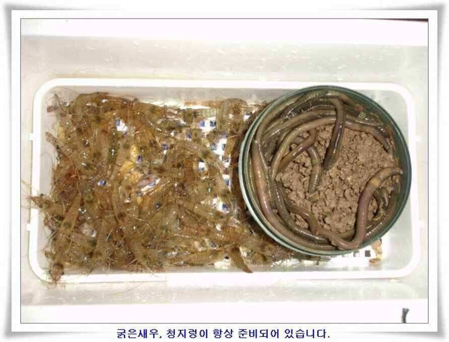 소류지와 강낚시조황 (조황조행기 - 낚시점조황)