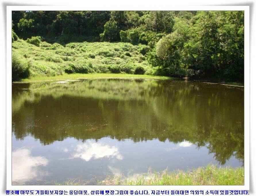 미개척소류지들과 대단한손맛 (조황조행기 - 낚시점조황)