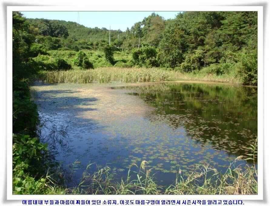 미개척소류지들과 대단한손맛 (조황조행기 - 낚시점조황)