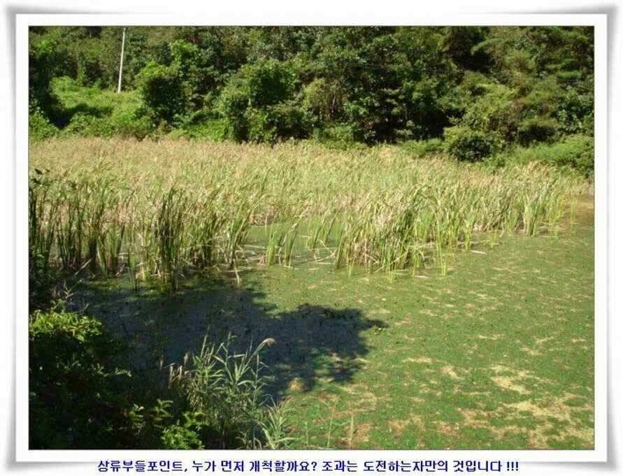 미개척소류지들과 대단한손맛 (조황조행기 - 낚시점조황)