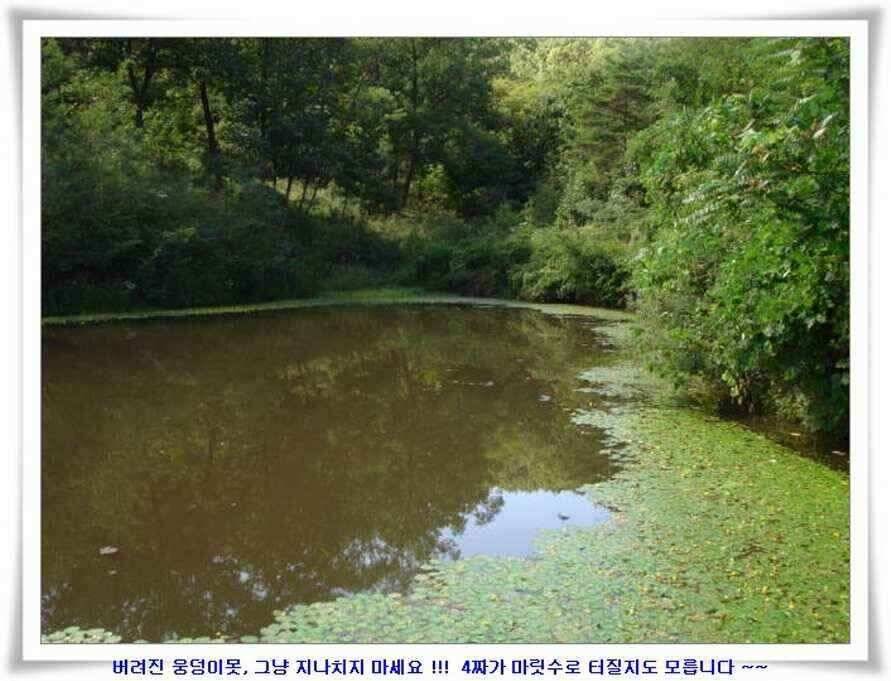 미개척소류지들과 대단한손맛 (조황조행기 - 낚시점조황)