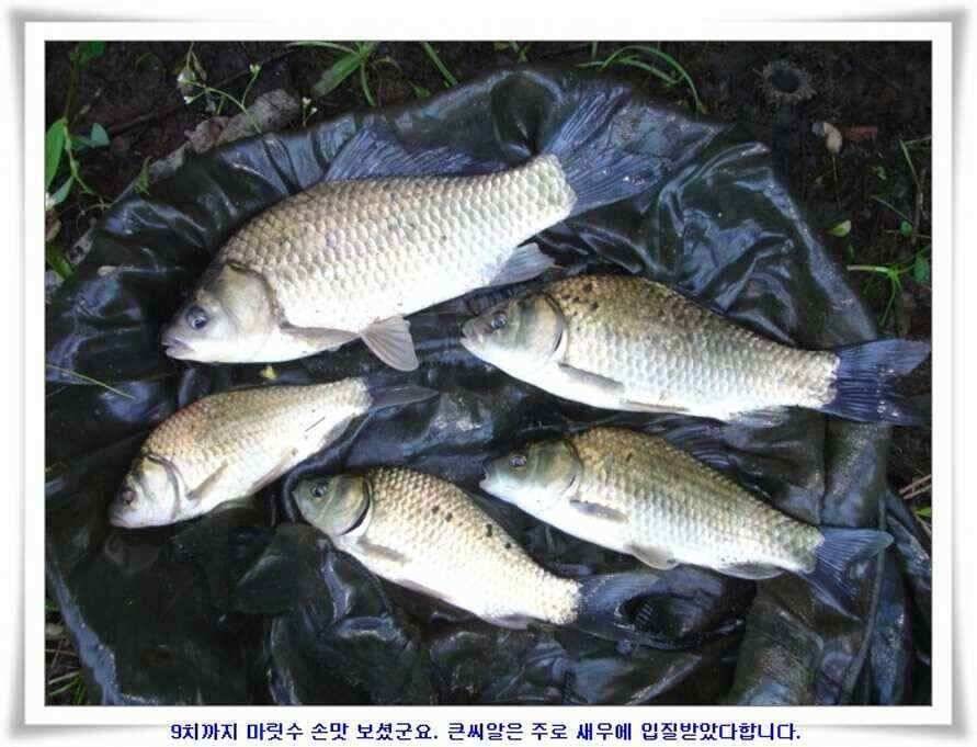 미개척소류지들과 대단한손맛 (조황조행기 - 낚시점조황)