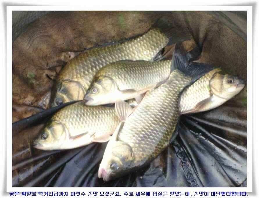 미개척소류지들과 대단한손맛 (조황조행기 - 낚시점조황)