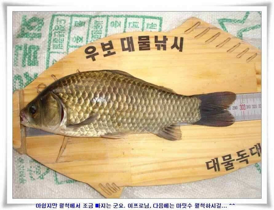 미개척소류지들과 대단한손맛 (조황조행기 - 낚시점조황)