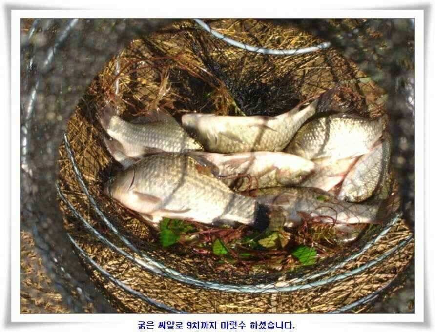 미개척소류지들과 대단한손맛 (조황조행기 - 낚시점조황)