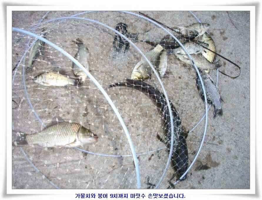 미개척소류지들과 대단한손맛 (조황조행기 - 낚시점조황)