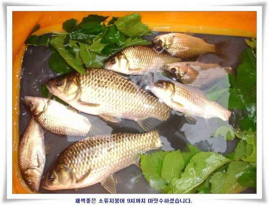 미개척소류지들과 대단한손맛 (조황조행기 - 낚시점조황)
