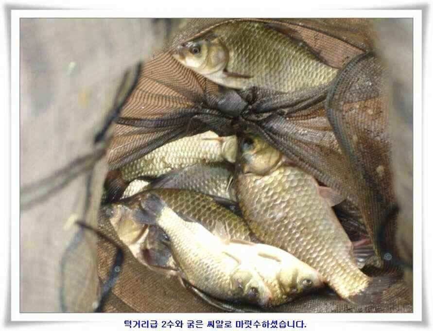 미개척소류지들과 대단한손맛 (조황조행기 - 낚시점조황)