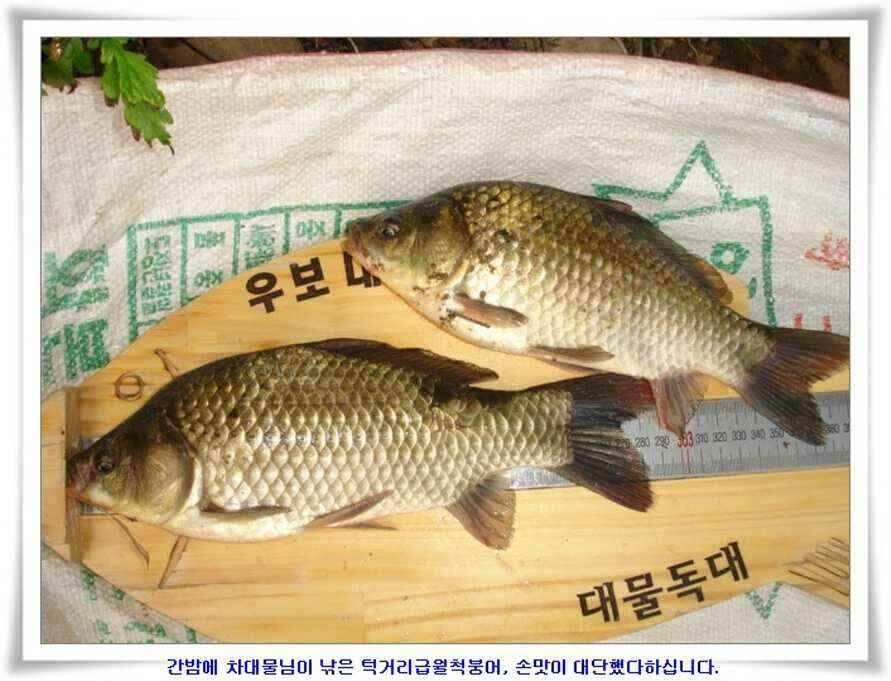 미개척소류지들과 대단한손맛 (조황조행기 - 낚시점조황)