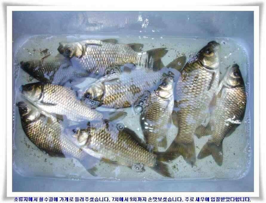 미개척소류지들과 대단한손맛 (조황조행기 - 낚시점조황)