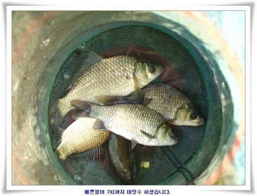 미개척소류지들과 대단한손맛 (조황조행기 - 낚시점조황)
